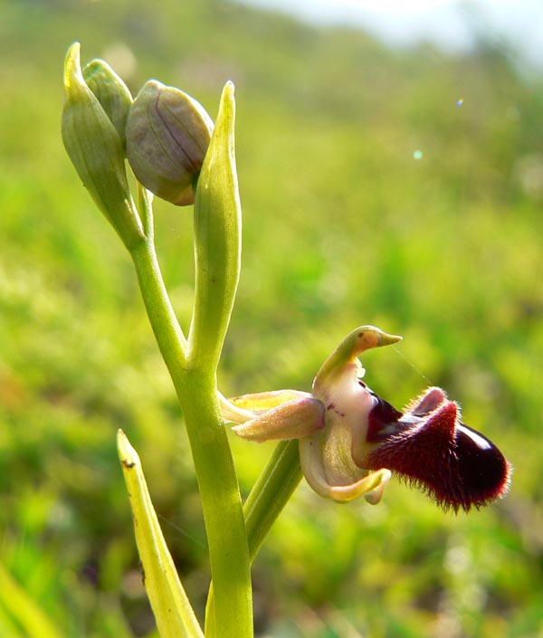 Primavera e orchidee palermitane